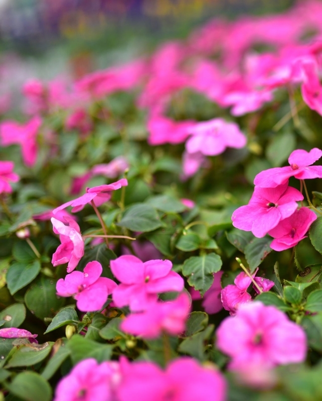 Impatiens Flowers: Vibrant Cottage Garden Plants