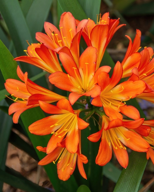 Kaffir Lily: Trumpet Shaped Blooms & Visible Stamens Garden Border Idea.