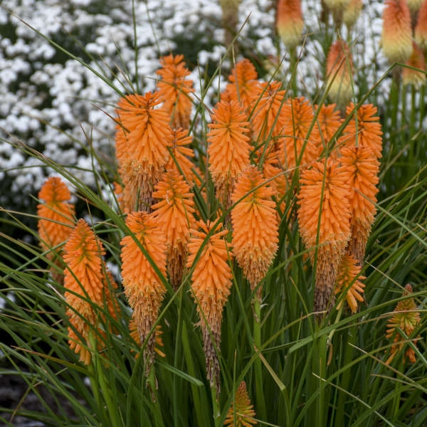 Kniphofia Orange Blaze: Torch Shaped Blooms & Grassy Foliage Perennial.