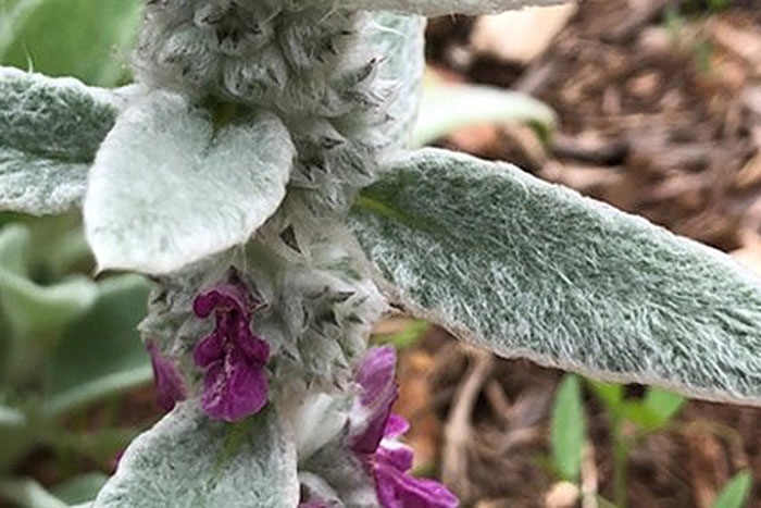 Lamb's Ear Plant with fuzzy foliage texture and magenta flowers.