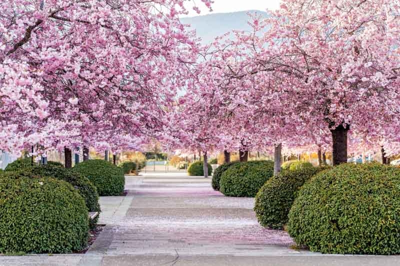 Landscape Design: Romantic Cherry Blossom Park Layout