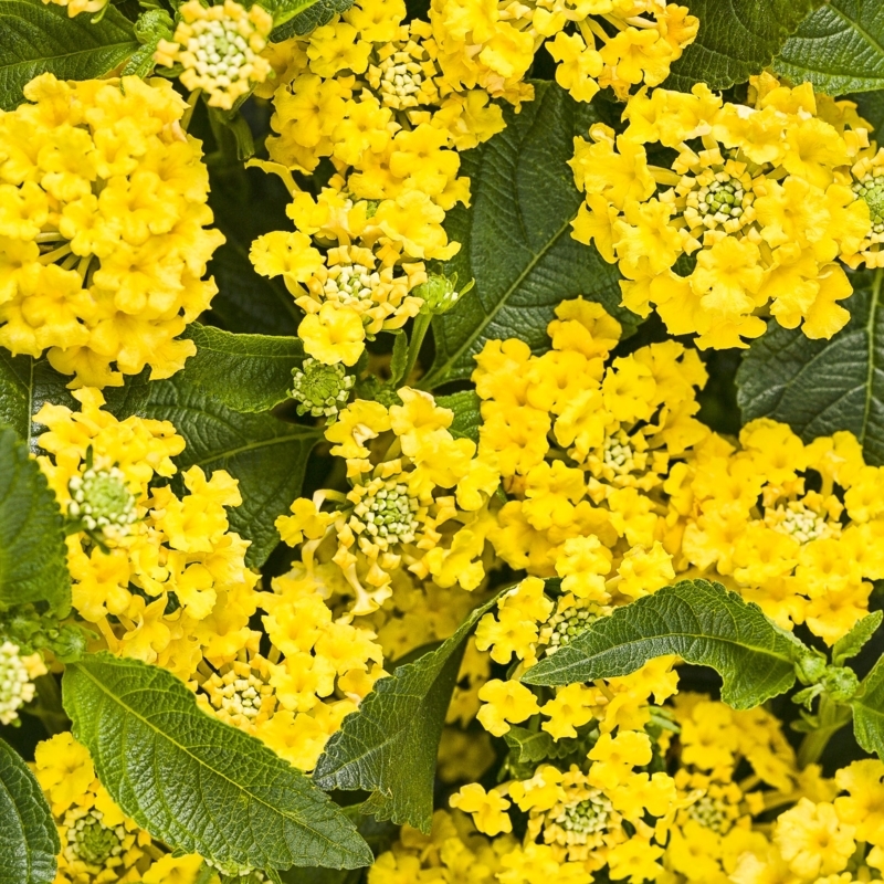 Lantana Flowers with Serrated Green Foliage Clusters in Garden