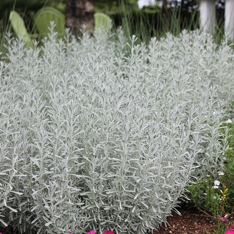 Lavender Plant, Dense Fine Needle-like Silver-grey Foliage, Garden