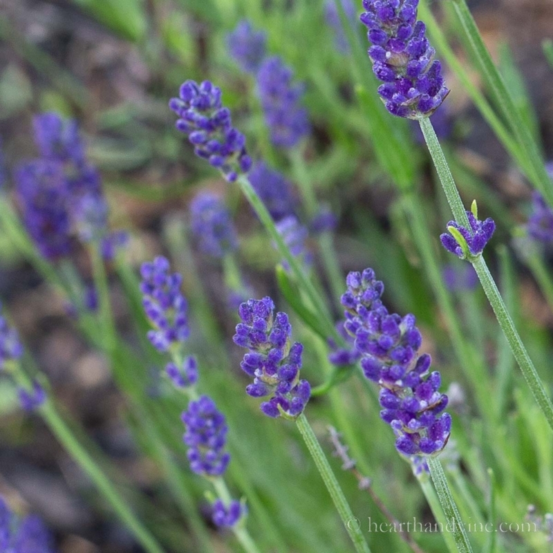 Lavender Plant with Deep Purple Blooms and Clustered Bud Texture