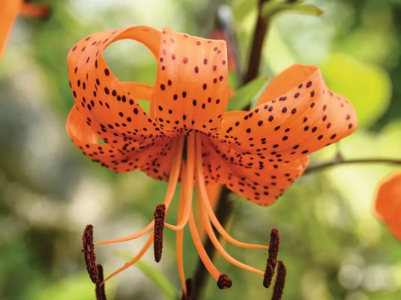 Lily Flower: Recurved Petals & Spotted Pattern Exotic Garden Accent.