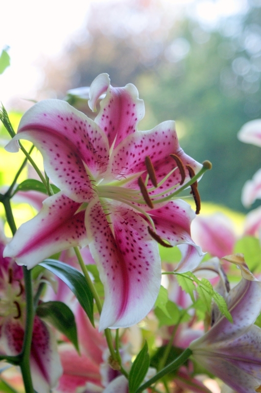 Lily: Oriental Lily with Speckled Petals and Anthers