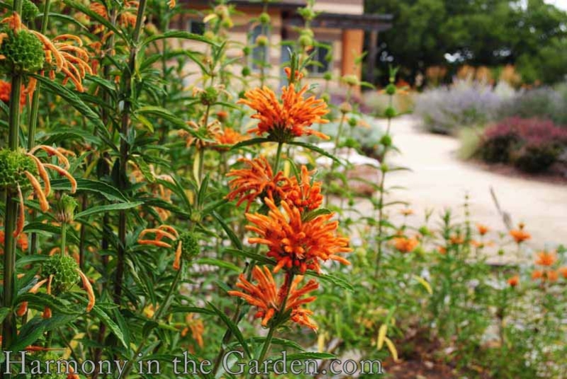 Lion's Tail Plant: Tiered Blooms & Spiky Texture Drought Tolerant Idea.