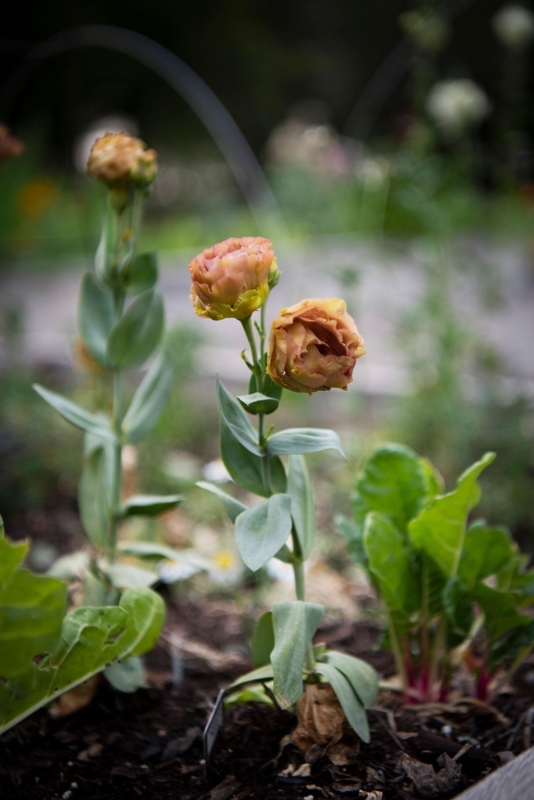 Lisianthus Flowers Apricot Brown Ruffled Petals Vintage Garden Style