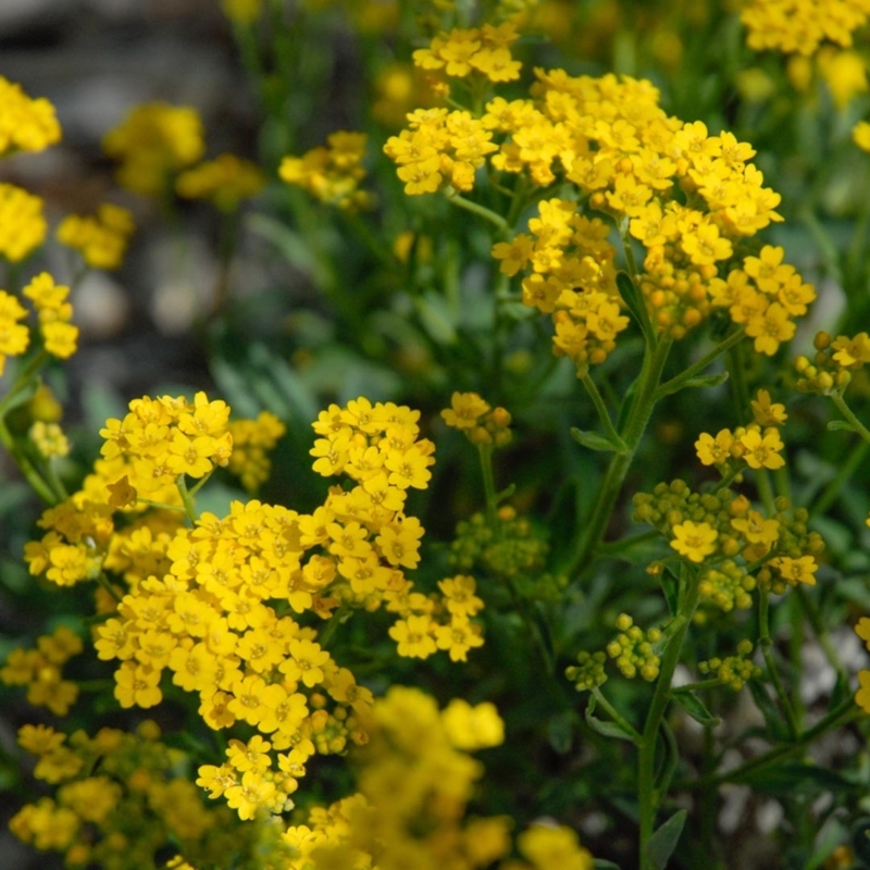 Live Plant Carpet Like Blooms, Basket of Gold Rock Garden