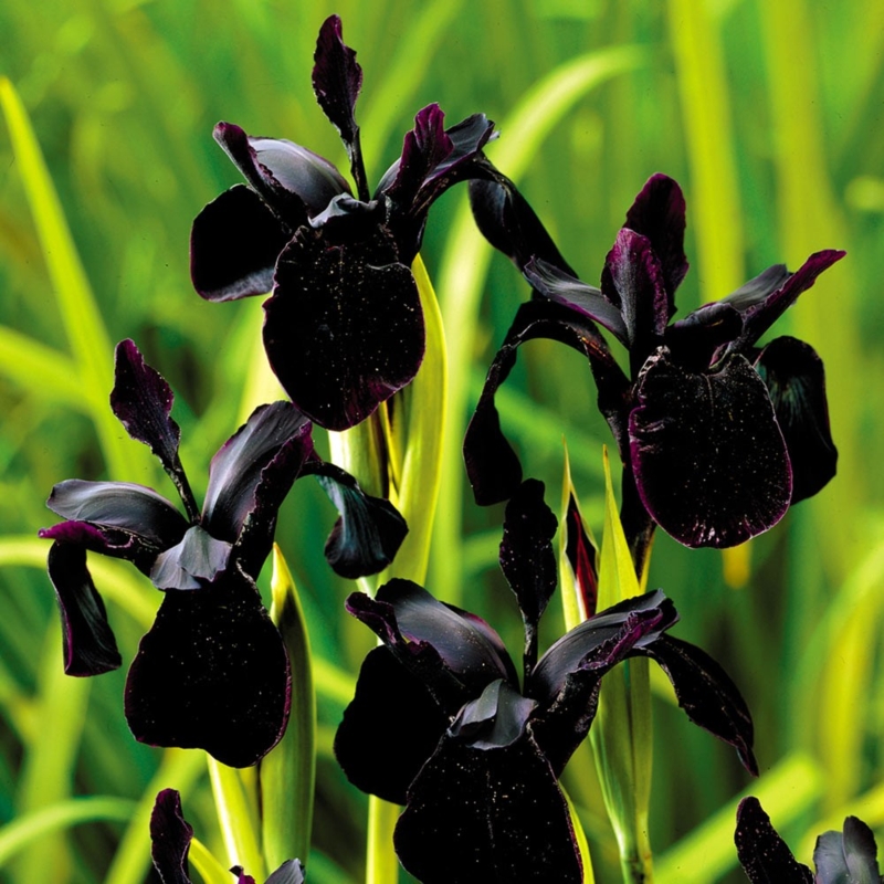 Live Plant Iris with Velvety Black Petals and Dramatic Color Contrast