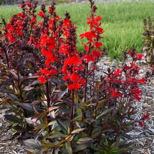 Live Plant: Scarlet Flower Spikes and Bronze Foliage Contrast