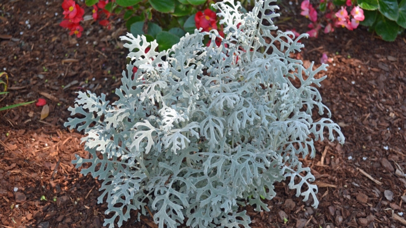 Live Plant, Silvery Gray Lobed Leaves, Mulched Landscape Bed