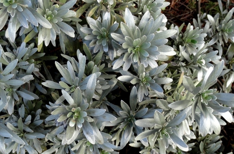 Live Plant, Silvery Sage Green Velvety Leaves, Rosette Growth