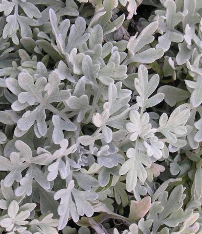 Live Plant velvety silver leaf texture with dense lobed foliage.