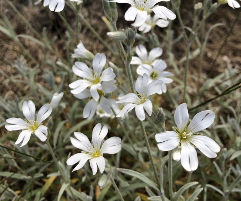Live Plant, White Notched Petal Flowers, Fuzzy Silver-grey Foliage