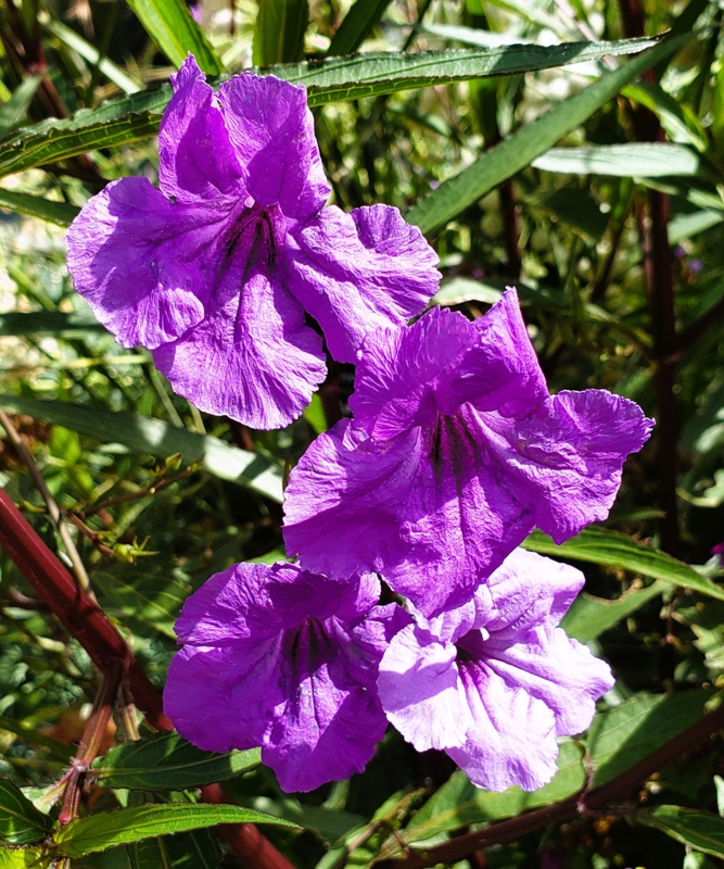 Live Plant with Crinkled Texture and Funnel Shaped Flowers