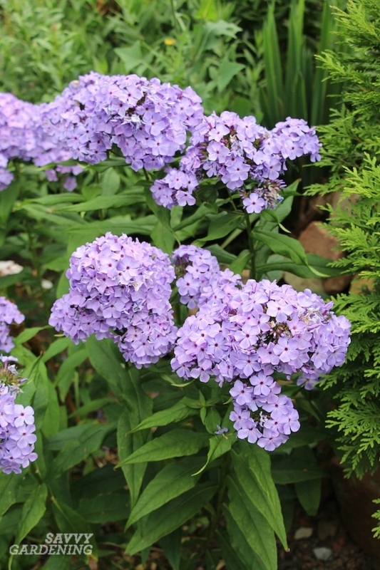 Live Plant with Dome Shaped Blooms and Lavender Color