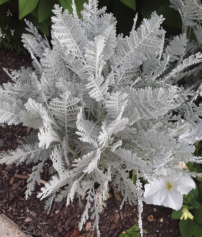 Live Plant with Silvery White Lacy Foliage, Intricate Texture