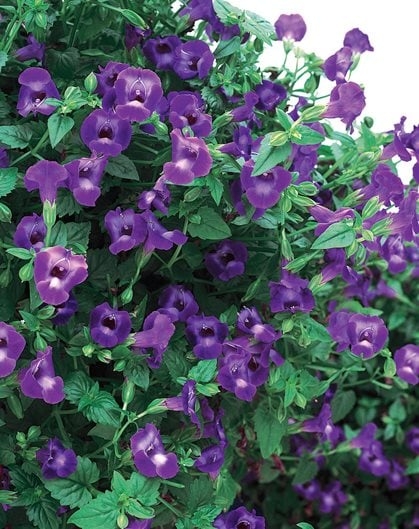 Live Plant with Violet Torenia Flowers and Wishbone Flower Feature