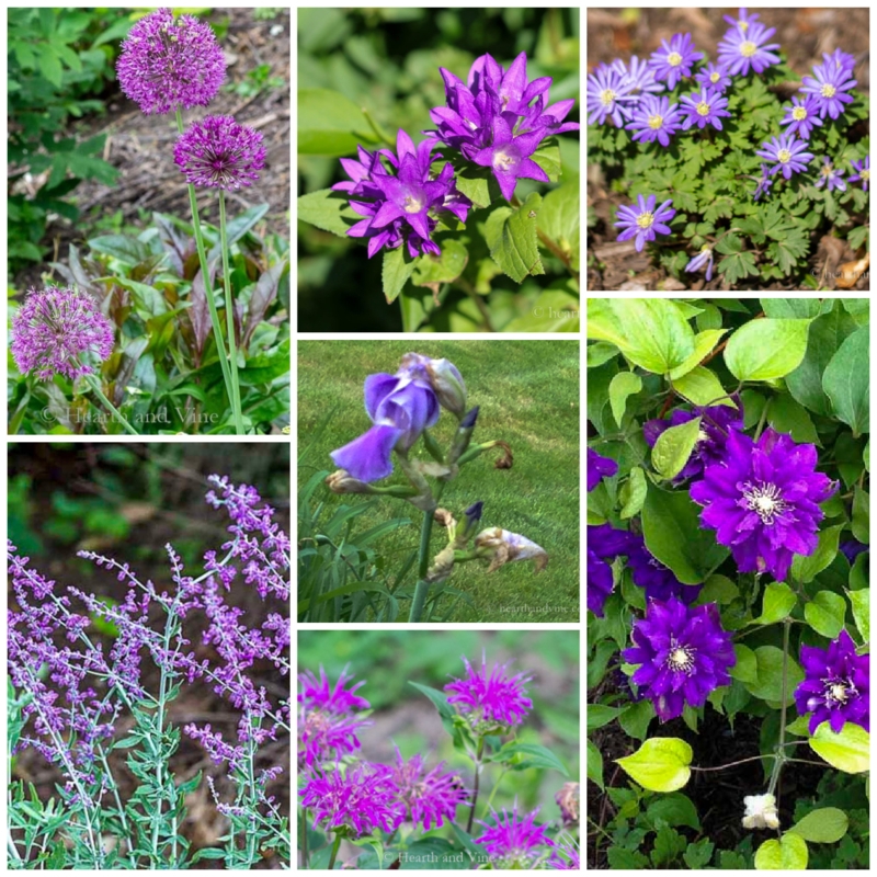 Live Plants with Floral Variety and Perennial Collection Layout