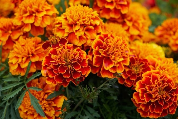 Marigold Flowers: Ruffled Petals & Orange Red Palette Garden Landscape.