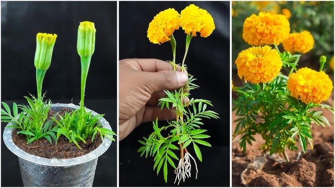 Marigold Plant Ruffled Petals, Vibrant Yellow Marigold Garden