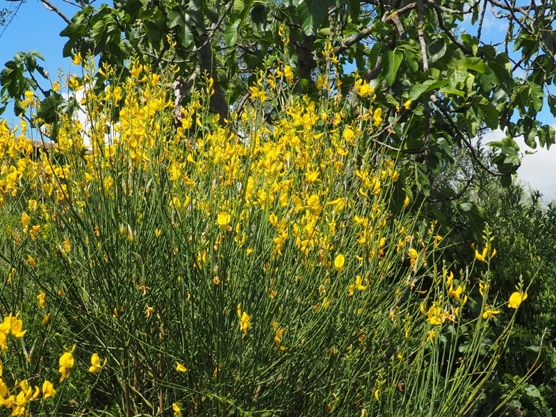 Mediterranean Flowering Shrub with Fine Stem Texture and Blossoms