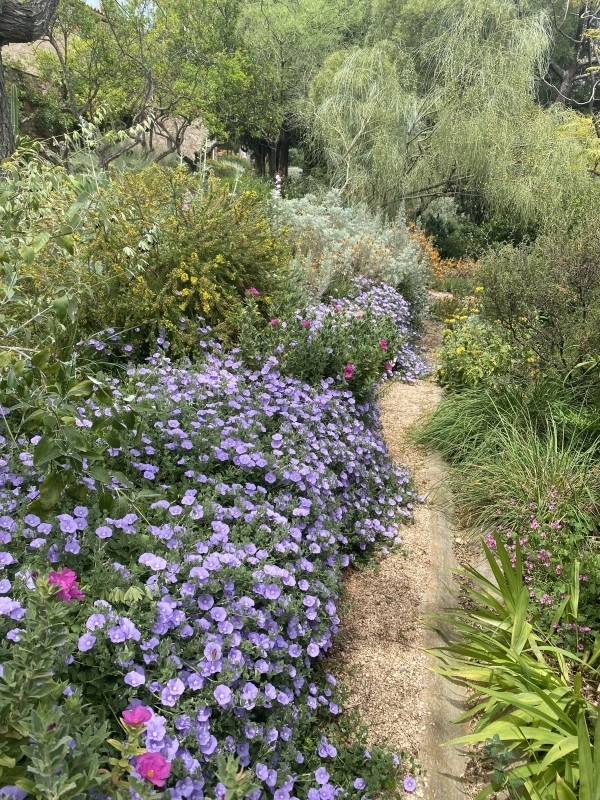 Mediterranean Garden Path winding gravel walkway with lush layered foliage.