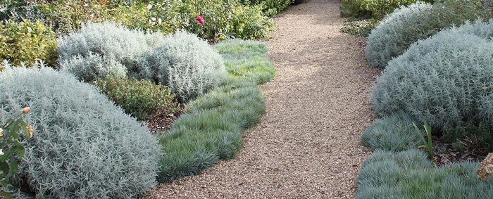 Mediterranean Gravel Garden Path bordered by mounded shrubs.