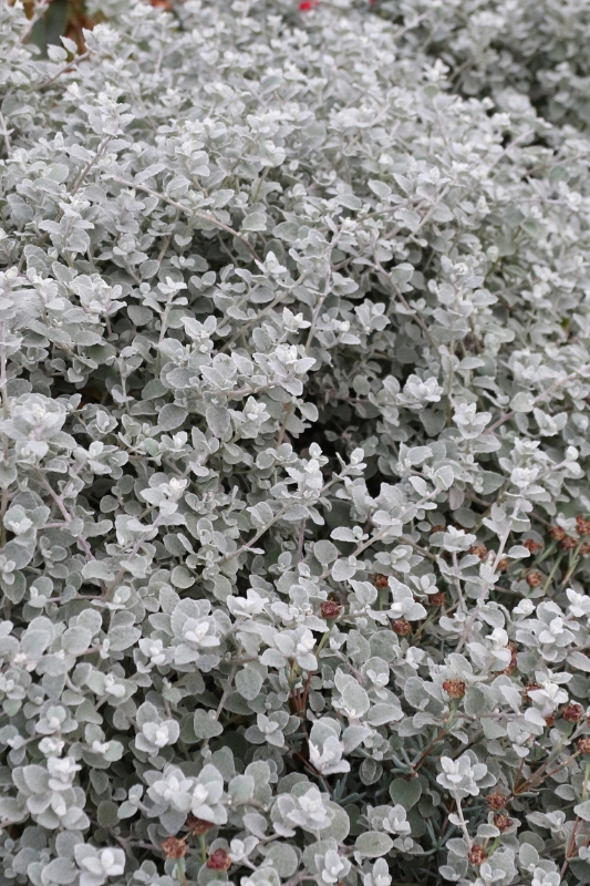 Mounding Groundcover Plant velvety texture with dense rounded foliage.