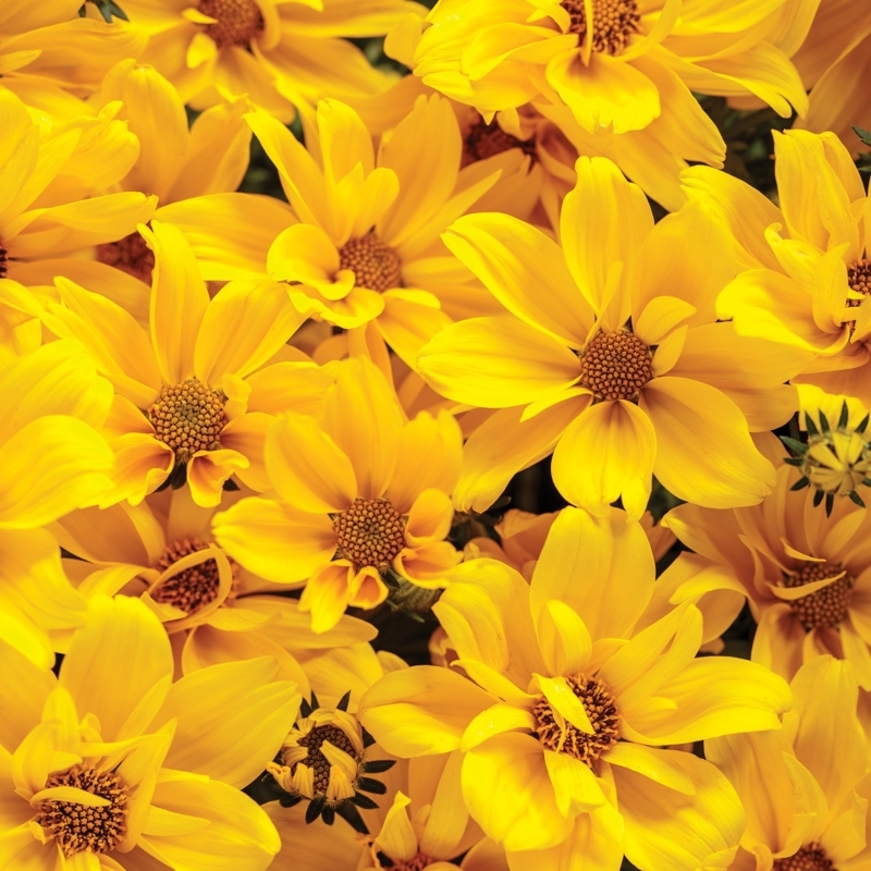 Multi-Petaled Flowers with Dense Growth Habit and Textured Centers