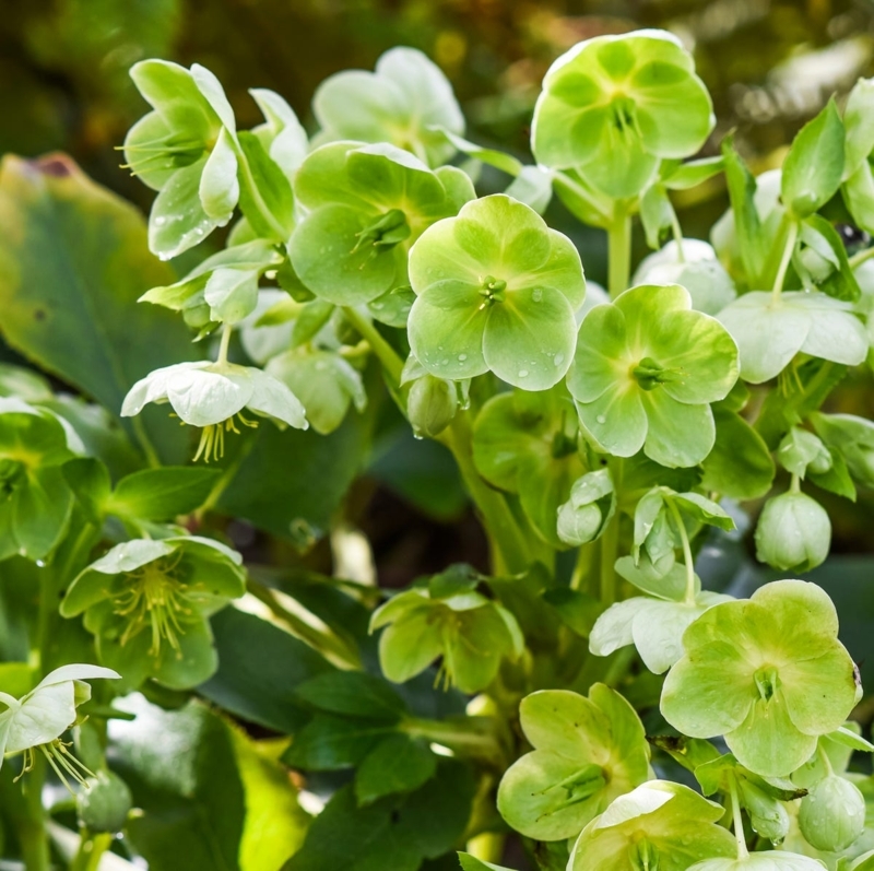 Nodding Hellebore Flowers with Lime Green Cup-Shaped Petals