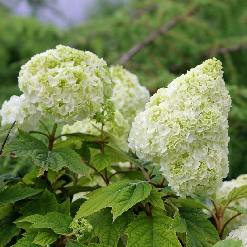 Oakleaf Hydrangea Flowering Shrub with Cone Shaped Blooms