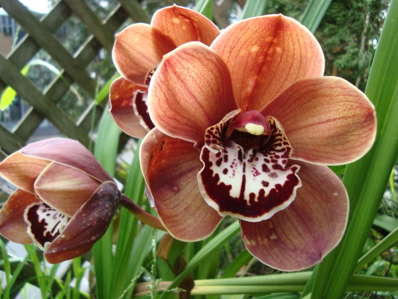 Orchid Blooms Terracotta Petals featuring an Intricate Spotted Lip