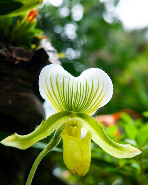 Orchid with Pouch-Shaped Lip and Vertical Green Stripes