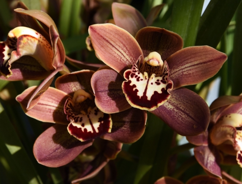 Orchids Deep Brown Blooms with Burgundy Spots and Veined Texture