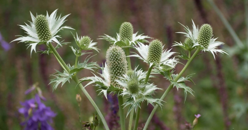 Ornamental Plant, Silvery-white Spiky Bracts, Textured Cones