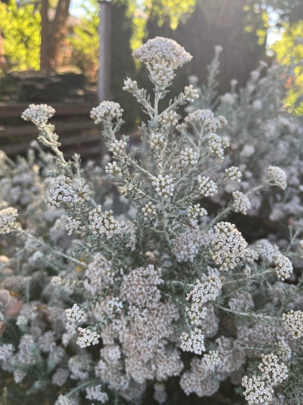 Ornamental Shrub, Fine Needle-like Silver-grey Foliage, Creamy White Buds