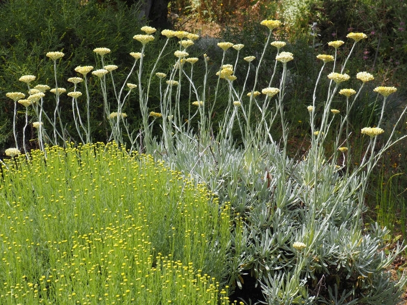 Outdoor Garden Plants with tall silver stalks and yellow flower heads.