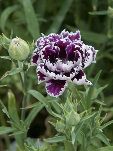 Outdoor Plant Dianthus with White Fringed Edges and Deep Plum Petals