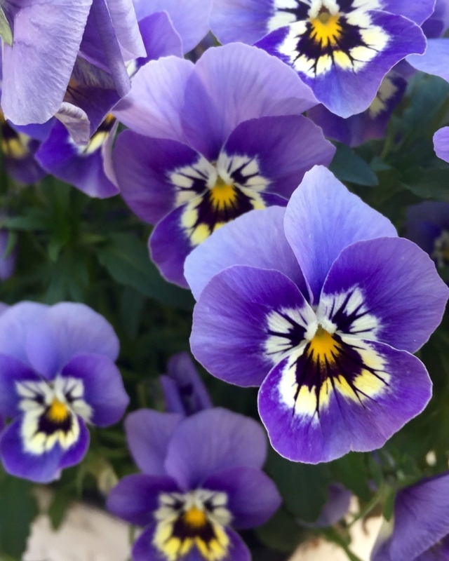 Pansies with Deep Purple Blotches and Yellow Eye Contrast