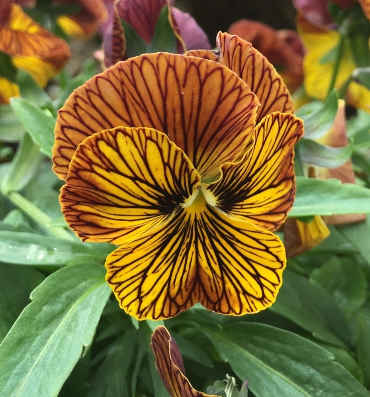 Pansy Flower Terracotta and Yellow with Dramatic Veining