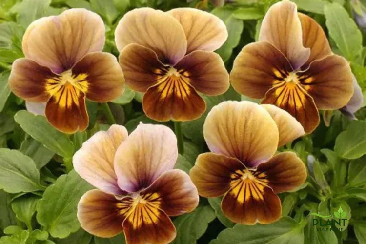Pansy Flowers Earthy Copper Brown Palette with Whiskered Center