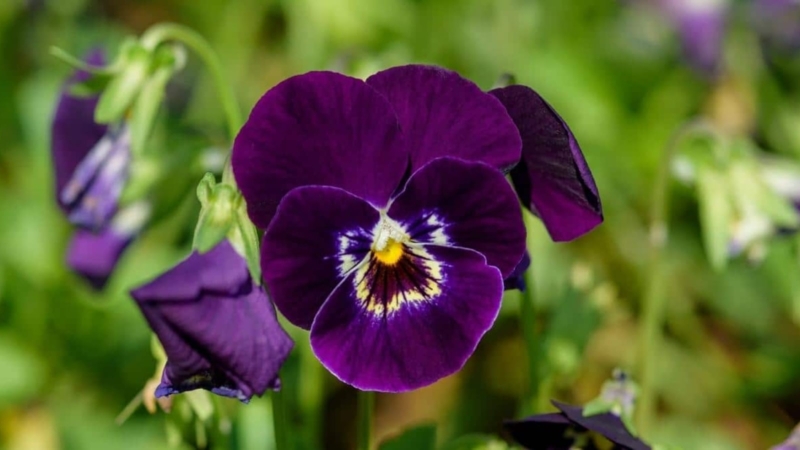 Pansy with Velvety Petals and Face Pattern for Deep Purple Garden