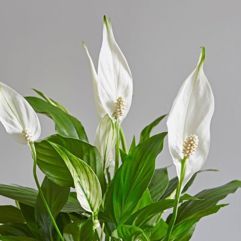 Peace Lily Live Plant with White Spathes and Ribbed Leaves