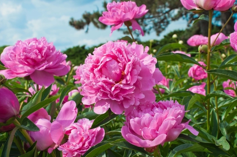 Peonies: Ruffled Blooms for Romantic Garden Landscape