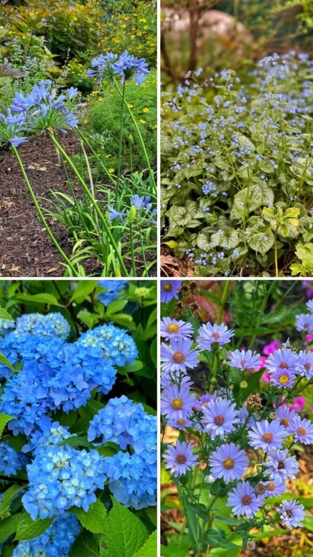 Perennial Flowers Collage Mixed Bloom Shapes Variegated Leaves Blue