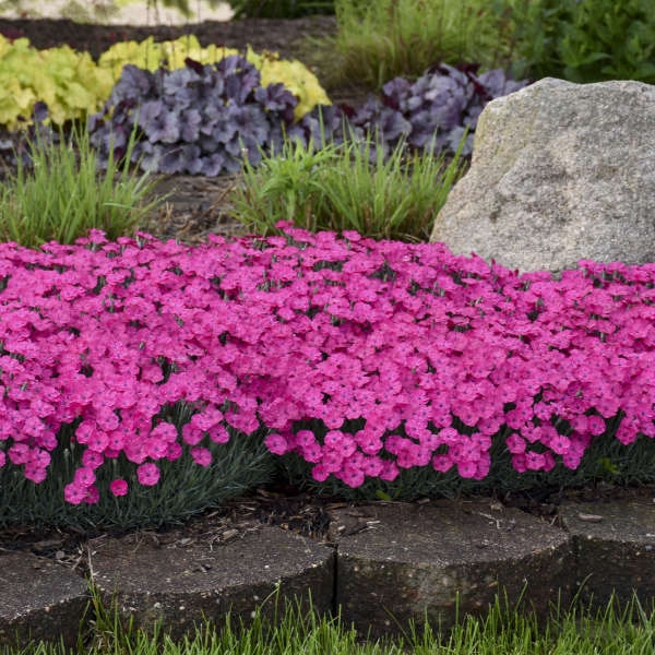 Perennial Flowers: Dense Low Growing Ground Cover