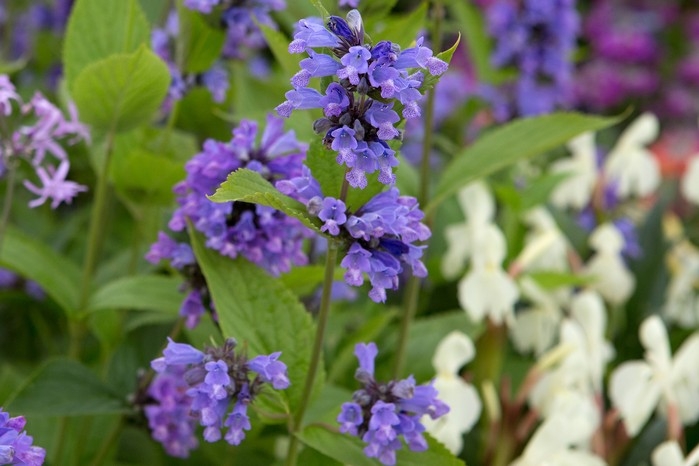 Perennial Flowers with Clustered Blooms and Serrated Leaves