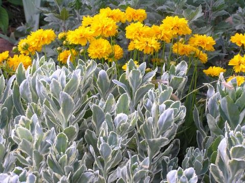 Perennial Garden Bed yellow and silver palette with variegated foliage.